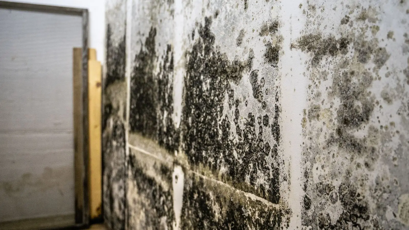 Black and gray mold growth on a block and plaster wall in a lower level