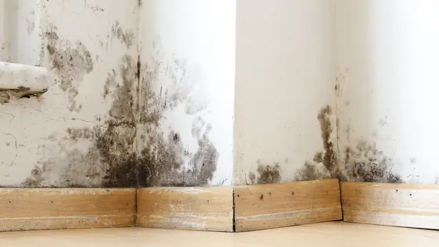 Mold staining on a wall above wood baseboards in the corner of a room